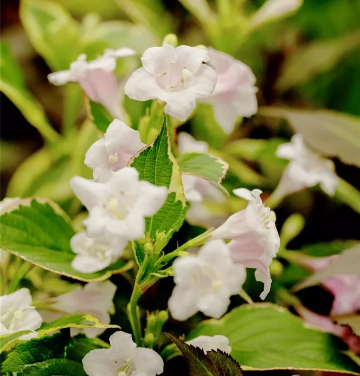 Weigela florida 'Nana Variegata'