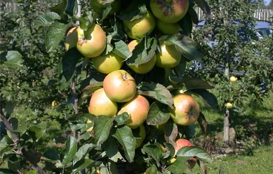 Apfel Goldparmäne