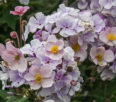 Filzige Garten-Herbst-Anemone 'Robustissima' Filzige Garten-Herbst-Anemone 'Robustissima'