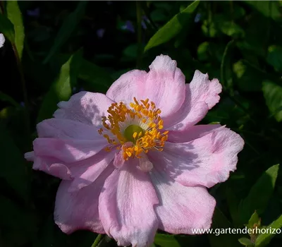 Garten-Herbst-Anemone 'Königin Charlotte' Garten-Herbst-Anemone 'Königin Charlotte'