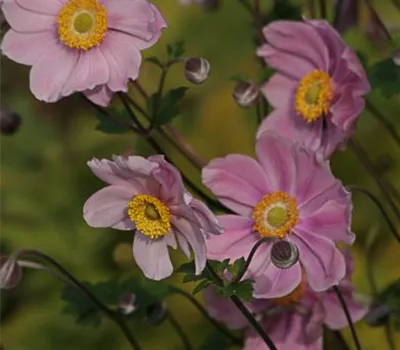 Filzige Garten-Herbst-Anemone 'Serenade' Filzige Garten-Herbst-Anemone 'Serenade'