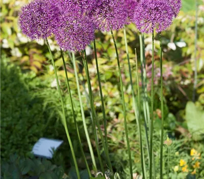 Garten-Kugel-Lauch 'Purple Sensation' Garten-Kugel-Lauch 'Purple Sensation'