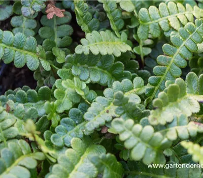 Blechnum penna-marina Blechnum penna-marina