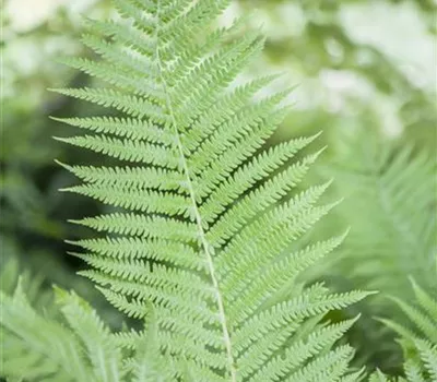 Athyrium filix-femina Athyrium filix-femina