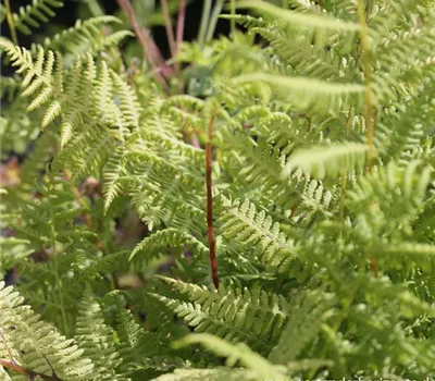 Athyrium filix-femina 'Lady in Red' Athyrium filix-femina 'Lady in Red'