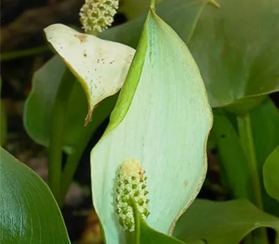 Calla palustris Calla palustris