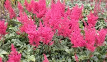 Astilbe japonica 'Montgomery'