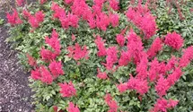 Astilbe japonica 'Montgomery'