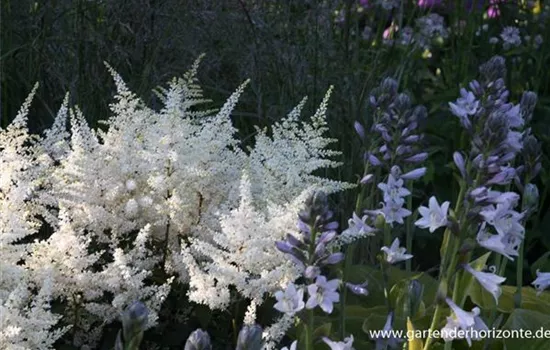 Garten-Prachtspiere 'Washington'
