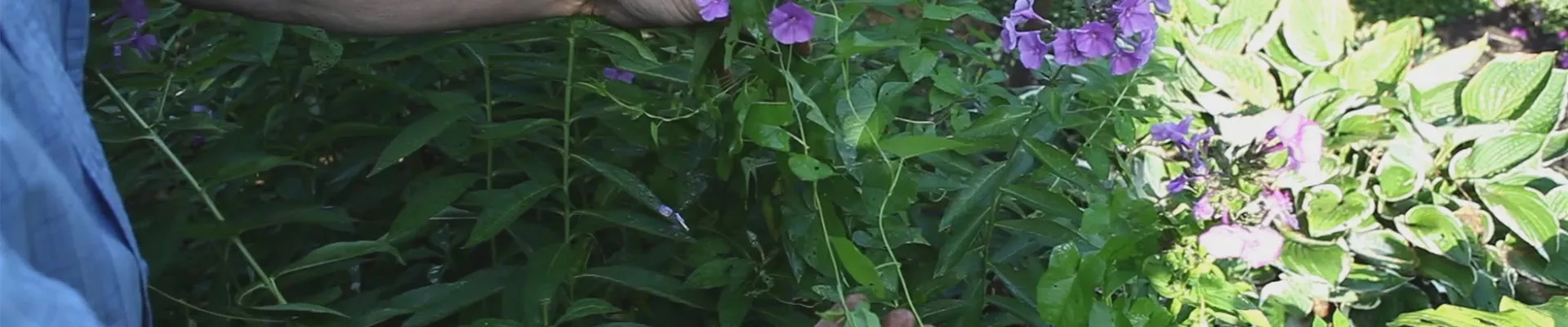 Phlox - Entfernen von Unkraut (thumbnail).jpg Phlox - Entfernen von Unkraut (thumbnail).jpg