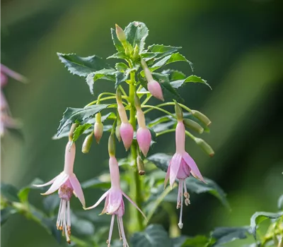 Fuchsie Fuchsie