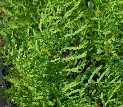 Garten-Schellenbaum-Wurmfarn 'Linearis Polydactyla' Garten-Schellenbaum-Wurmfarn 'Linearis Polydactyla'