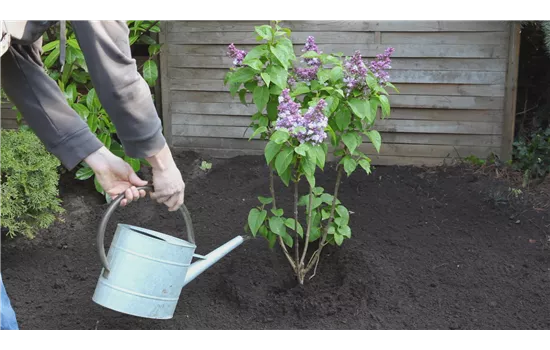 Schmetterlingsweide Buddleja
