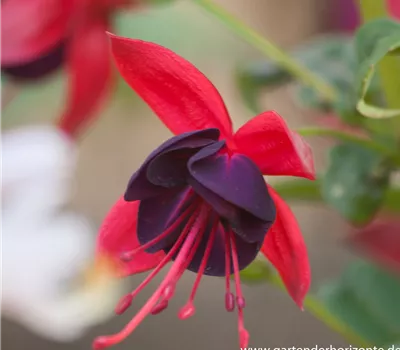 Fuchsie Fuchsie