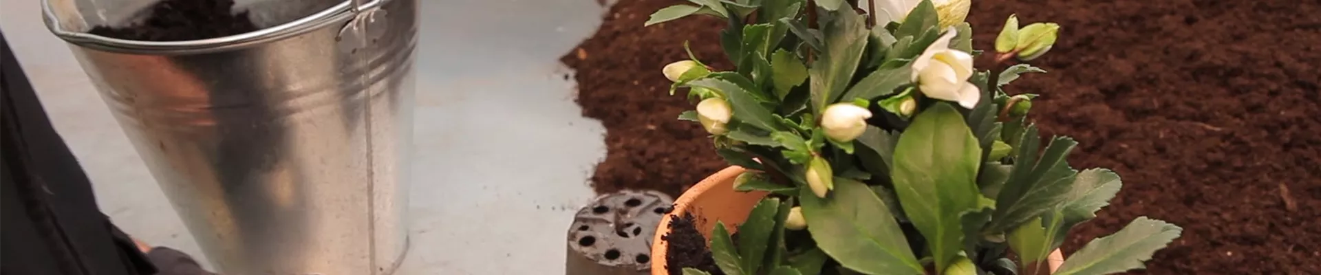 Christrose - Einpflanzen in ein Gefäß (thumbnail).jpg Christrose - Einpflanzen in ein Gefäß (thumbnail).jpg