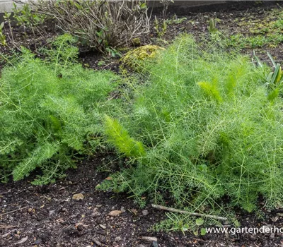 Gewöhnlicher Fenchel Gewöhnlicher Fenchel