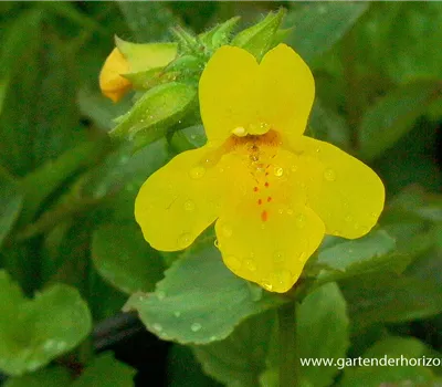 Gelbblühende Gauklerblume Gelbblühende Gauklerblume