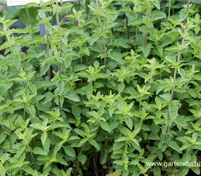 Origanum vulgare Origanum vulgare