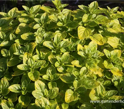 Origanum vulgare 'Thumbles' Origanum vulgare 'Thumbles'