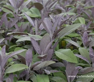 Salvia officinalis 'Purpurascens' Salvia officinalis 'Purpurascens'