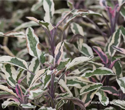 Salvia officinalis 'Tricolor' Salvia officinalis 'Tricolor'