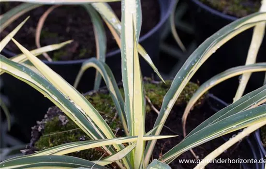 Palmlilie 'Bright Edge'