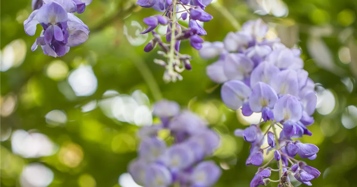 Wisteria sinensis