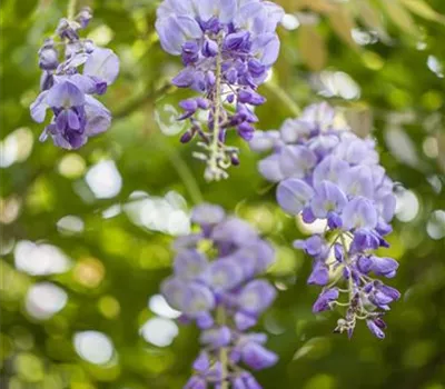 Wisteria sinensis Wisteria sinensis