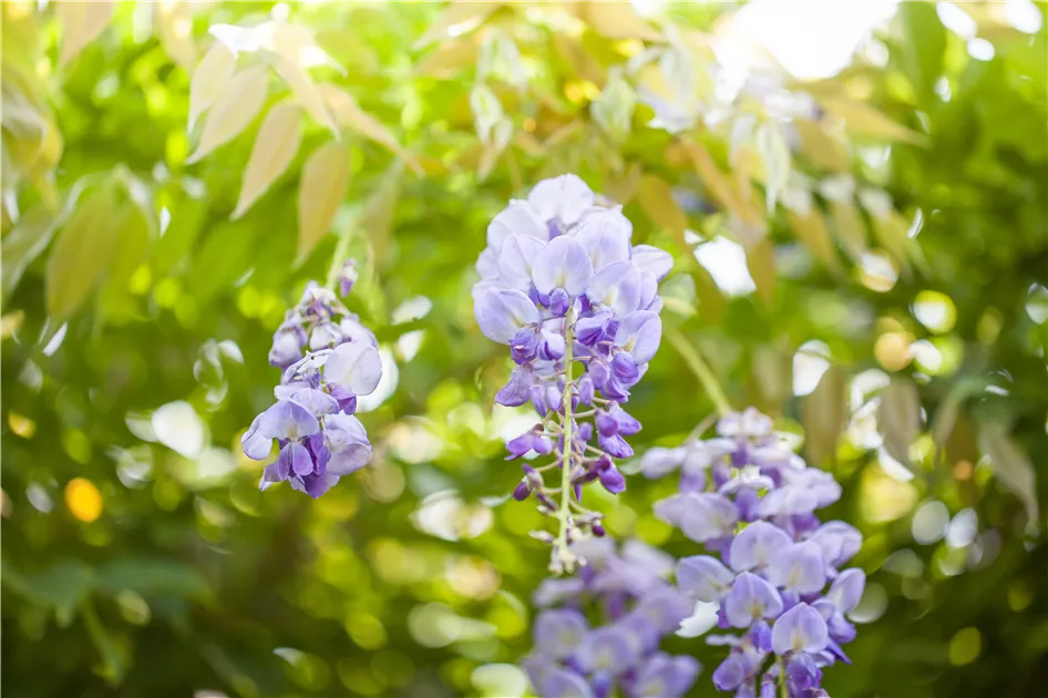 wisteria sinensis prolific Wisteria sinensis 'Prolific'  Majestic Trees