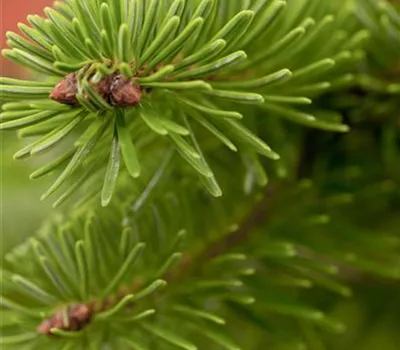 Abies nordmanniana Abies nordmanniana