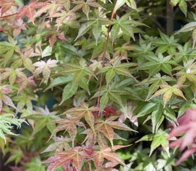 Acer palmatum Acer palmatum