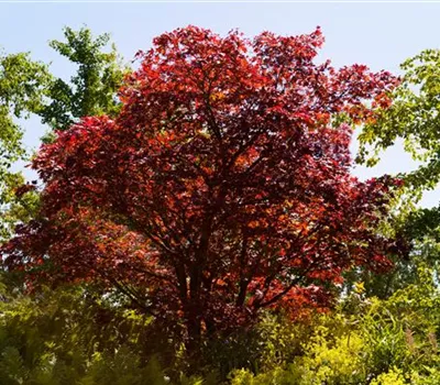 Acer palmatum 'Atropurpureum' Acer palmatum 'Atropurpureum'