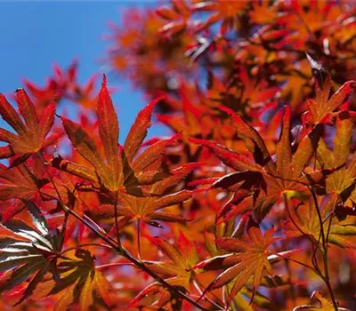 Acer palmatum 'Trompenburg' Acer palmatum 'Trompenburg'