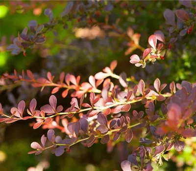 Berberis thunbergii 'Atropurpurea' Berberis thunbergii 'Atropurpurea'