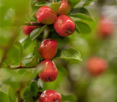 Cotoneaster x suecicus 'Coral Beauty' Cotoneaster x suecicus 'Coral Beauty'