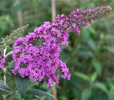 Buddleja davidii 'Pink Delight' Buddleja davidii 'Pink Delight'