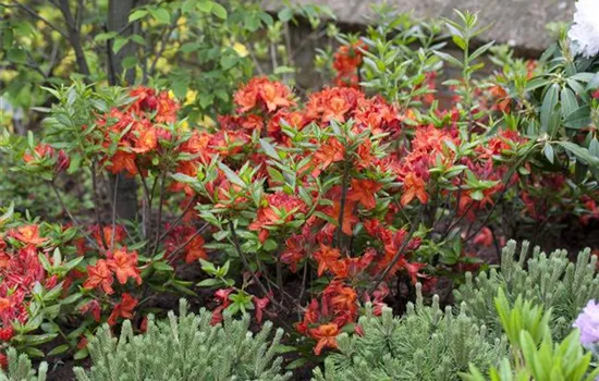 Rhododendron lut.'Rumba'