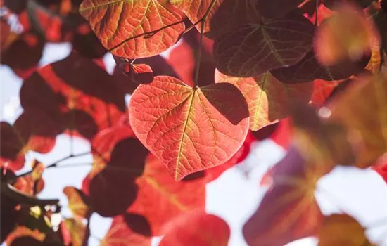 Igelheim, Dünger und Co.: überschüssiges Laub sinnvoll einsetzen Igelheim, Dünger und Co.: überschüssiges Laub sinnvoll einsetzen