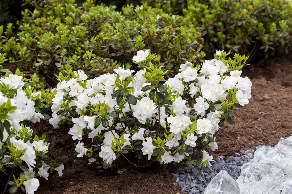 Rhododendron obt.'Schneeperle' -R- III