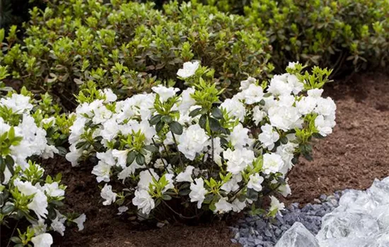 Rhododendron obt.'Gislinde' III