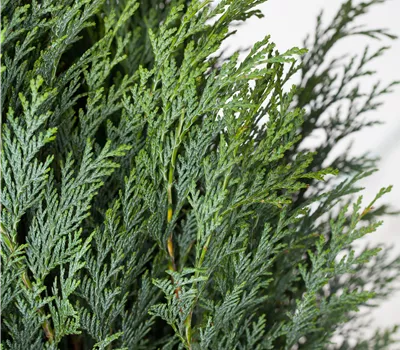 Chamaecyparis laws.'Columnaris' Chamaecyparis laws.'Columnaris'