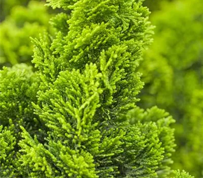 Chamaecyparis obtusa 'Nana Aurea' Chamaecyparis obtusa 'Nana Aurea'