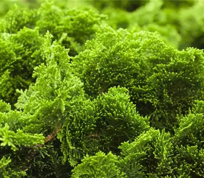 Chamaecyparis obtusa 'Nana Gracilis' Chamaecyparis obtusa 'Nana Gracilis'