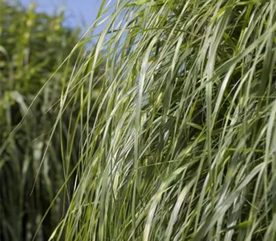 Miscanthus sinensis 'Zebrinus' Miscanthus sinensis 'Zebrinus'