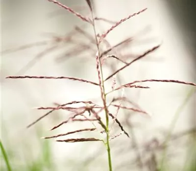 Miscanthus sinensis Ferner Osten' - Chinaschilf Miscanthus sinensis Ferner Osten' - Chinaschilf