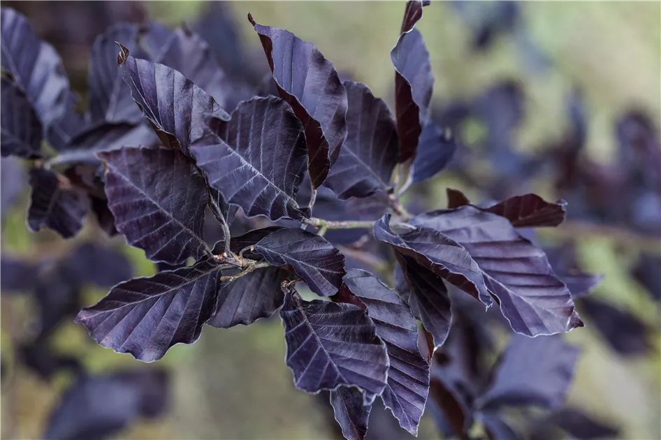 Fagus sylvatica purpurea