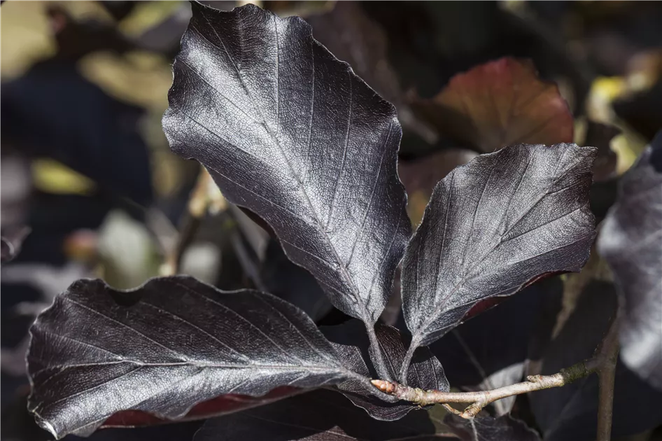 Fagus sylvatica purpurea
