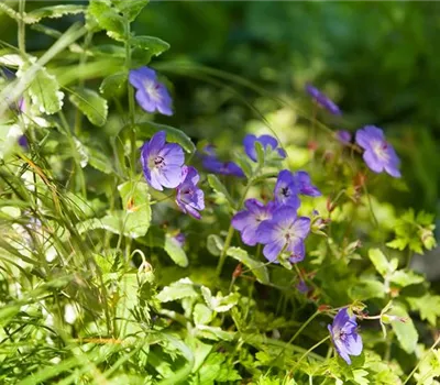 Geranium wallichianum 'Rozanne' - Storchenschnabel Geranium wallichianum 'Rozanne' - Storchenschnabel