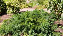 thuja standortansprche Abendlndischer Lebensbaum Thuja occidentalis Brabant 125-150 cm Hhe