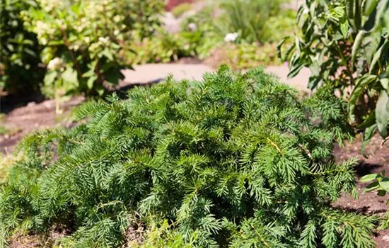 planting thuja green giant Thuja Green Giant Arborvitae For Sale  Everglades Farm